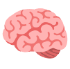 brain